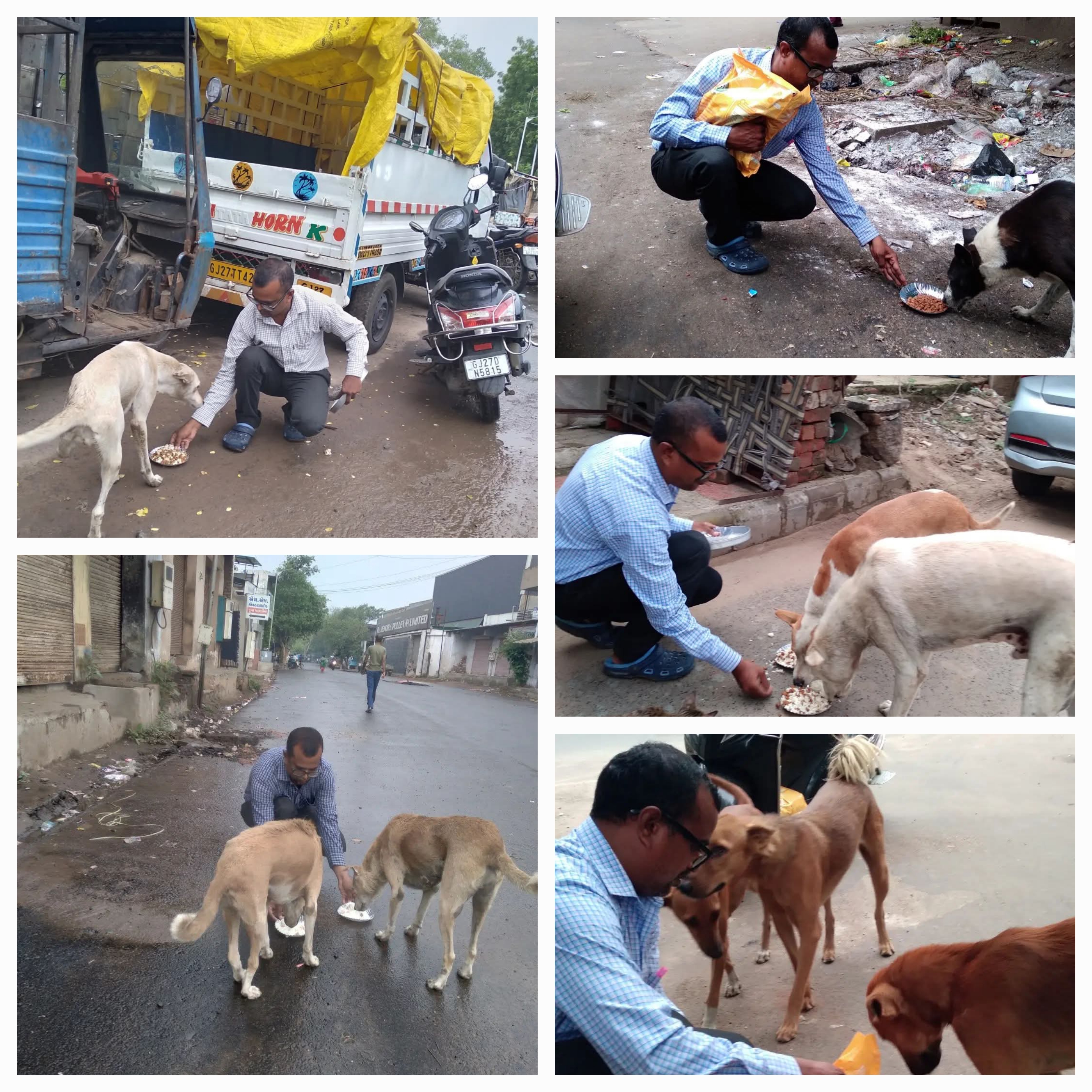 Help Us Feed Hungry Stray Dogs Every Day